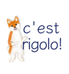柴犬 フランス語（個別スタンプ：14）