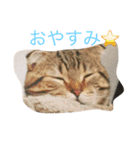スコティッシュフォールド つつじ（個別スタンプ：1）