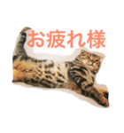 スコティッシュフォールド つつじ（個別スタンプ：2）