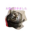 スコティッシュフォールド つつじ（個別スタンプ：3）