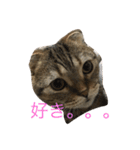 スコティッシュフォールド つつじ（個別スタンプ：7）