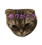スコティッシュフォールド つつじ（個別スタンプ：9）