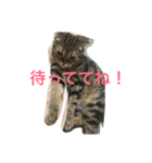 スコティッシュフォールド つつじ（個別スタンプ：11）