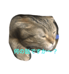 スコティッシュフォールド つつじ（個別スタンプ：14）