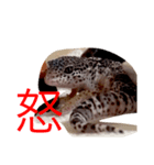 レオパのネモフィー（個別スタンプ：6）