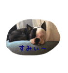 チキンとこうしの日常会話スタンプ（個別スタンプ：12）
