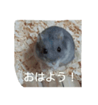 ハムの1日（個別スタンプ：1）