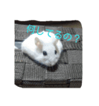 ハムの1日（個別スタンプ：4）