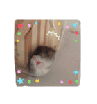 ハムの1日（個別スタンプ：5）