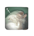 ハムの1日（個別スタンプ：6）