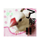 rice bird LIFE（個別スタンプ：1）