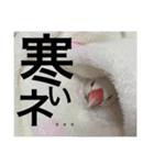 rice bird LIFE（個別スタンプ：2）