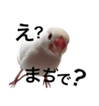 rice bird LIFE（個別スタンプ：3）