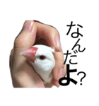 rice bird LIFE（個別スタンプ：5）