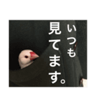 rice bird LIFE（個別スタンプ：6）