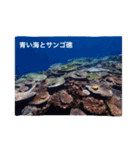 沖縄の海風景絵葉書と海中生物の日常会話3（個別スタンプ：2）