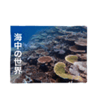 沖縄の海風景絵葉書と海中生物の日常会話3（個別スタンプ：3）