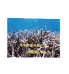 沖縄の海風景絵葉書と海中生物の日常会話3（個別スタンプ：6）
