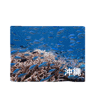 沖縄の海風景絵葉書と海中生物の日常会話3（個別スタンプ：7）
