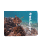 沖縄の海風景絵葉書と海中生物の日常会話3（個別スタンプ：12）