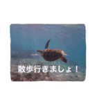 沖縄の海風景絵葉書と海中生物の日常会話3（個別スタンプ：16）