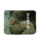 沖縄の海風景絵葉書と海中生物の日常会話3（個別スタンプ：18）