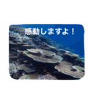 沖縄の海風景絵葉書と海中生物の日常会話3（個別スタンプ：19）