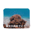 沖縄の海風景絵葉書と海中生物の日常会話3（個別スタンプ：21）