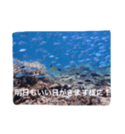 沖縄の海風景絵葉書と海中生物の日常会話3（個別スタンプ：22）