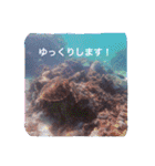 沖縄の海風景絵葉書と海中生物の日常会話3（個別スタンプ：24）