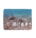 沖縄の海風景絵葉書と海中生物の日常会話3（個別スタンプ：25）