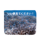 沖縄の海風景絵葉書と海中生物の日常会話3（個別スタンプ：26）