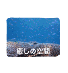 沖縄の海風景絵葉書と海中生物の日常会話3（個別スタンプ：27）