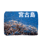 沖縄の海風景絵葉書と海中生物の日常会話3（個別スタンプ：31）