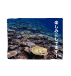 沖縄の海風景絵葉書と海中生物の日常会話3（個別スタンプ：32）
