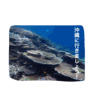 沖縄の海風景絵葉書と海中生物の日常会話3（個別スタンプ：33）