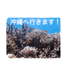 沖縄の海風景絵葉書と海中生物の日常会話3（個別スタンプ：35）