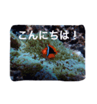 沖縄の海風景絵葉書と海中生物の日常会話3（個別スタンプ：38）