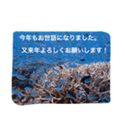 沖縄の海風景絵葉書と海中生物の日常会話3（個別スタンプ：39）