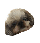 可愛い愛犬と昆虫たち（個別スタンプ：1）