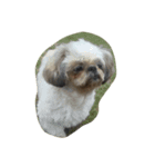 可愛い愛犬と昆虫たち（個別スタンプ：2）