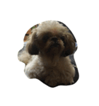 可愛い愛犬と昆虫たち（個別スタンプ：3）