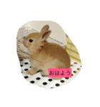 我が家のぶ〜さん（個別スタンプ：3）