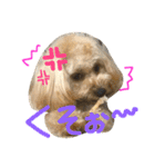 まるぷー☆こてつ（個別スタンプ：10）