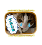 まちこ家のニャンコ（個別スタンプ：5）