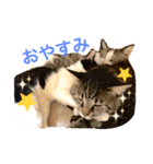 まちこ家のニャンコ（個別スタンプ：8）