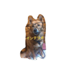 kuncha（個別スタンプ：5）