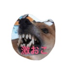 kuncha（個別スタンプ：6）