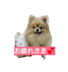 ポメラニアンのチャッピー＆ジュリア（個別スタンプ：1）