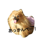 ポメラニアンのチャッピー＆ジュリア（個別スタンプ：7）